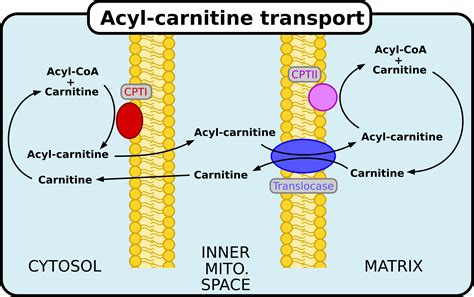 Infografika: Mechanizmus pôsobenia L-karnitínu, transport mastných kyselín do mitochondrií.