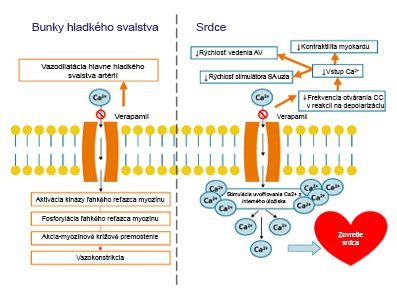 Infografika: Mechanizmus účinku efedrínu na ľudský organizmus