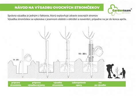 ilustrácia hruškového stromu s plodmi