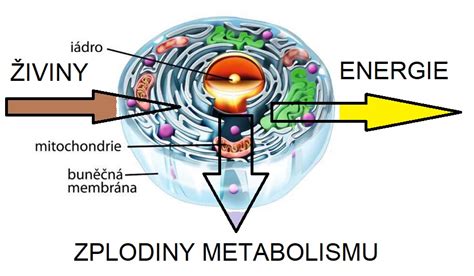 Infografika znázorňujúca procesy metabolizmu: príjem potravy, tvorba energie a spaľovanie tukov.