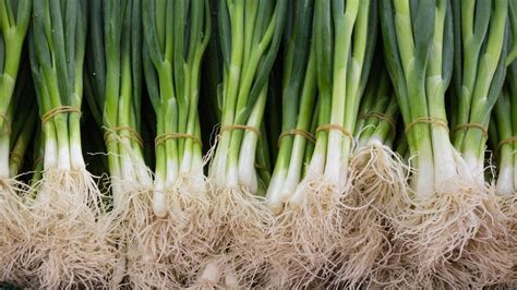 Jarná cibuľka v záhrade