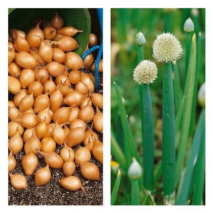 Rôzne druhy jarnej cibuľky