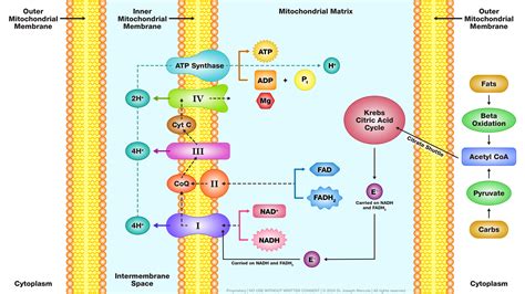 Schéma energetického metabolizmu: premena makroživín na energiu (ATP) v mitochondriách buniek.