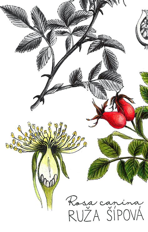 Botanická ilustrácia rastliny sladkého drievka (Glycyrrhiza glabra) s detailom koreňového systému a kvetov