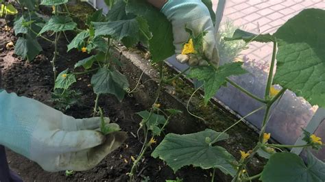 Záhradkár kontroluje rastúce uhorky