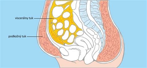 Schéma znázorňujúca rozdiel medzi podkožným tukom (pod kožou) a viscerálnym tukom (okolo vnútorných orgánov v brušnej dutine).