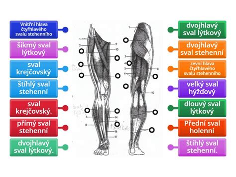 Infografika zobrazujúca hlavné svalové skupiny zapojené pri jazde na rotopede (nohy, sedacie svaly, brušné svaly, core)