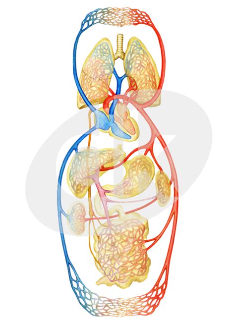 Schéma umiestnenia hypofýzy v mozgu a proces vylučovania rastového hormónu do krvného obehu
