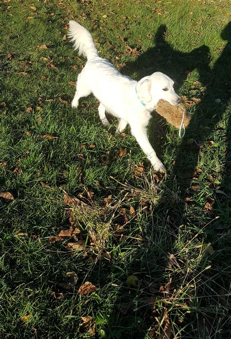 Infografika zobrazujúca rozdiely medzi telesnou stavbou zdravého jedinca a jedinca s deficitom rastového hormónu