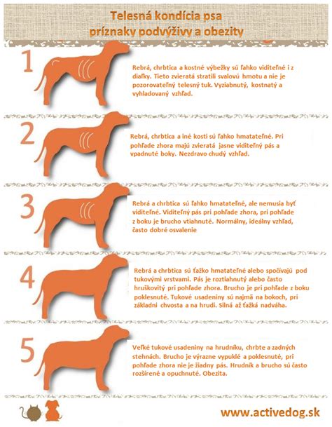 infografika: vizuálne znázornenie telesnej kondície psa - porovnanie podvýživy, ideálnej hmotnosti a obezity