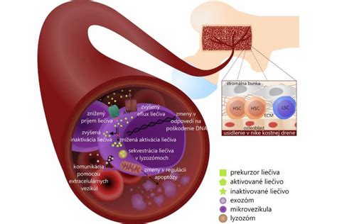 Grafické znázornenie metabolických procesov v tele