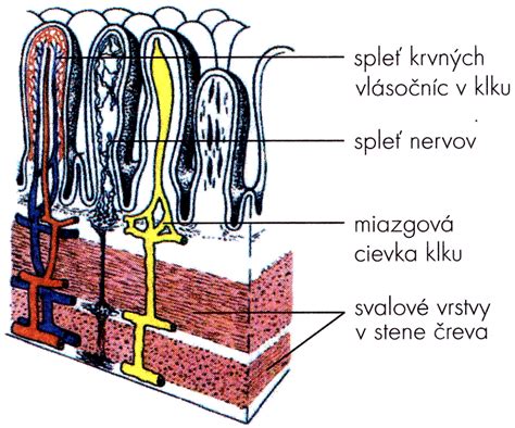 Schéma znázorňujúca rozdiel medzi podkožným a viscerálnym tukom v brušnej dutine