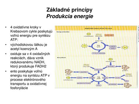 Infografika: Schéma Krebsovho cyklu a elektrónového transportného reťazca v mitochondrii