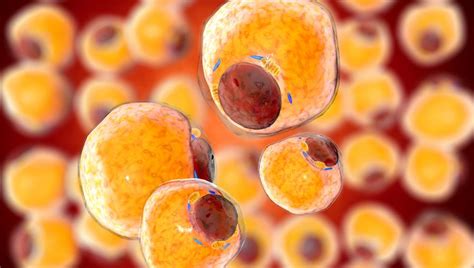 ilustrácia tukového tkaniva