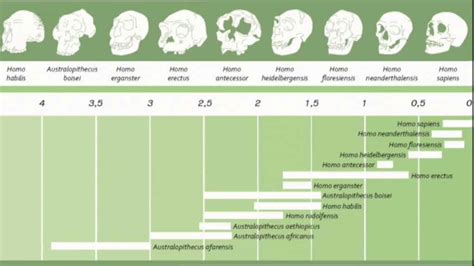 Schéma evolúcie človeka a zmien v stravovaní