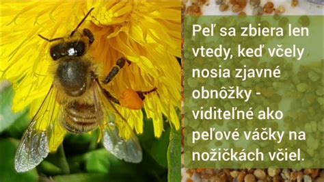 Infografika: Využitie včelieho peľu pri športovom výkone a regenerácii