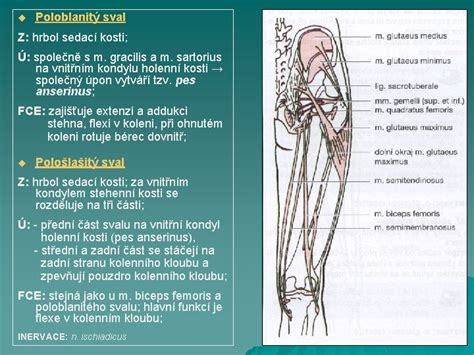 Infografika zobrazujúca anatomické zloženie sedacích svalov (veľký, stredný a malý sedací sval) a ich zapojenie pri komplexných cvikoch.