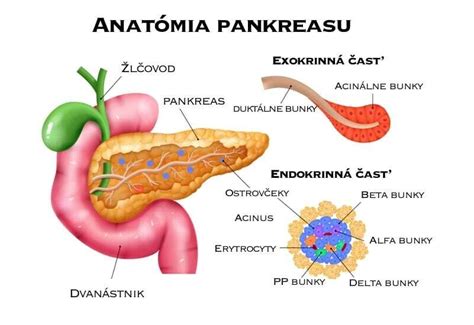 ilustrácia pankreasu a inzulínových ostrovčekov