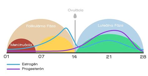 Graf zobrazujúci hladiny estrogénu a progesterónu počas menštruačného cyklu