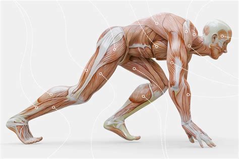 infografika metabolických procesov v ľudskom tele