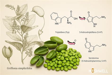 Ilustračná schéma pôsobenia Griffonia Simplicifolia na organizmus