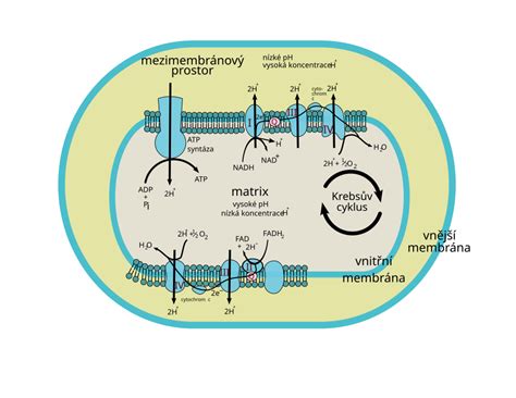 Ilustrácia procesu bunkového dýchania v mitochondriách