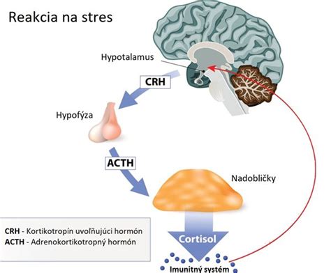 Schéma regulácie kortizolu: Hypotalamus-Hypofýza-Nadobličky