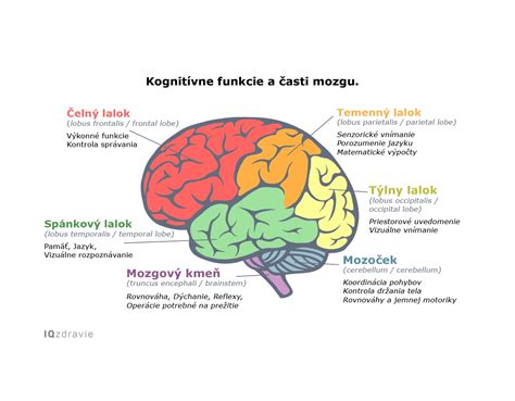 infografika zobrazujúca štruktúru mačacích obličiek a ich funkcie