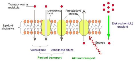 Schéma transdermálnej absorpcie liečiv cez kožu