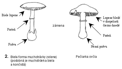 Rozdiel medzi abdominálnou (jablko) a gynoidnou (hruška) obezitou