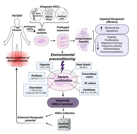 Schéma znázorňujúca proces liposukcie a následné spracovanie tukového tkaniva na získanie kmeňových buniek