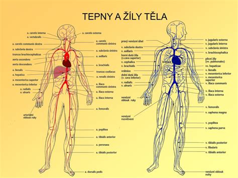 Schéma metabolických dráh v ľudskom tele