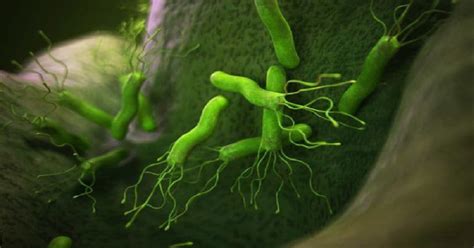 Detailná ilustrácia baktérie Helicobacter pylori v žalúdku