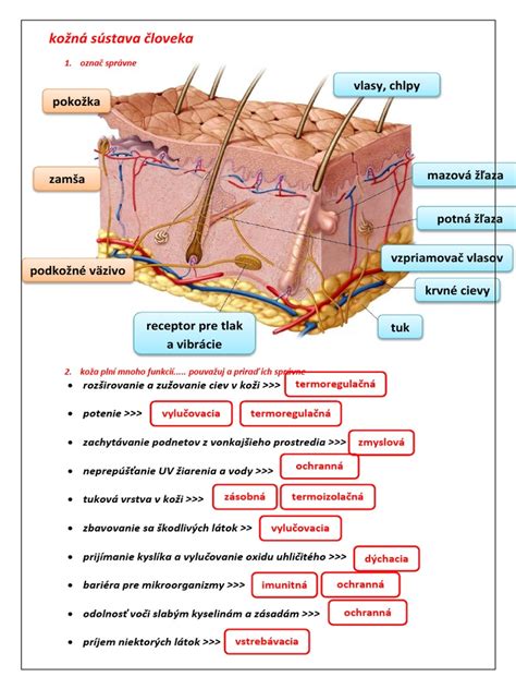 Schéma prirodzených detoxikačných orgánov človeka (pečeň, obličky, pľúca, koža)