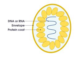 Schéma štruktúry vírusu: nukleová kyselina, kapsida a prípadný lipidový obal