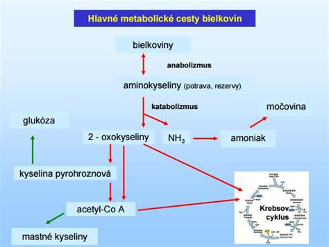 schéma: vplyv bielkovín na sýtosť a metabolizmus
