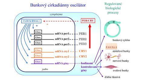 Schéma narušených cirkadiánnych rytmov a ich vplyvu na hormóny hladu a sýtosti