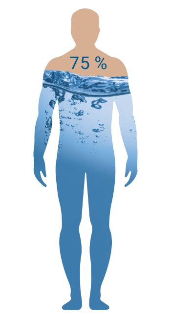 infografika znázorňujúca podiel vody v ľudskom tele a jej vplyv na metabolizmus