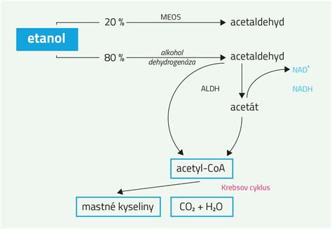 Schéma metabolizmu alkoholu: etanol -> acetaldehyd -> acetát