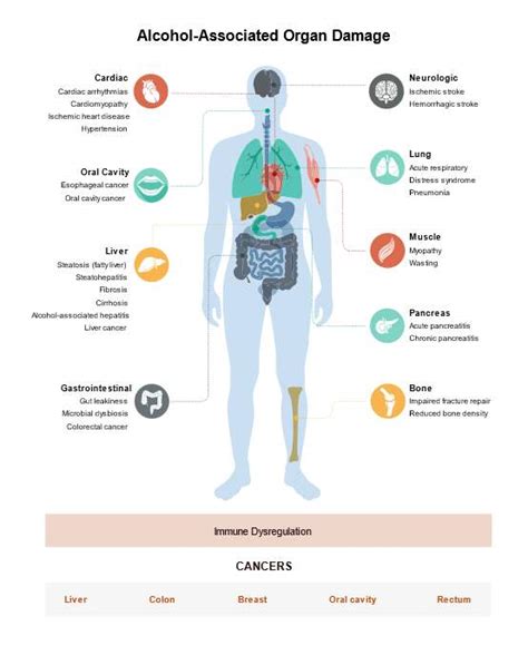 Infografika - poškodenie orgánov alkoholom