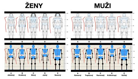 infografika o typoch ženskej postavy a rozložení tuku