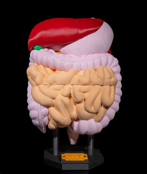 diagram ako GLP-1 ovplyvňuje mozog a tráviaci systém