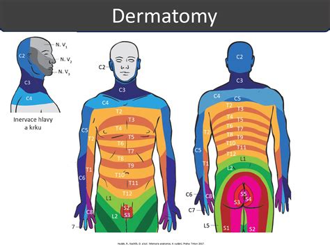 Ilustrácia: Diagram segmentálnej analýzy tela, zobrazujúci rozdelenie na končatiny a trup
