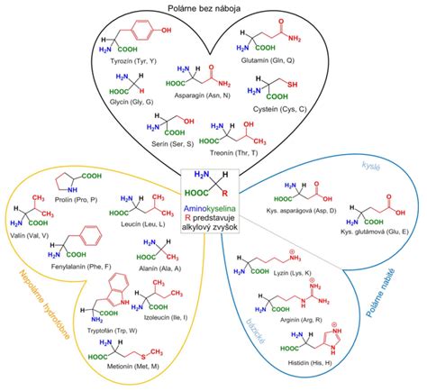 Infografika znázorňujúca úlohu bielkovín v bunke a ich základné rozdelenie na aminokyseliny pre lepšie pochopenie biologického významu.