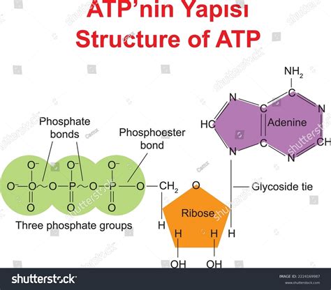 Strukturálny vzorec molekuly ATP s vyznačenými makroergickými väzbami