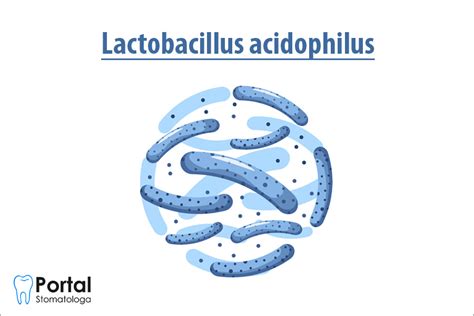 Schéma procesu fermentácie mlieka baktériami Lactobacillus acidophilus