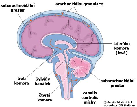 Schéma: Prepojenie mozgu a tráviaceho systému