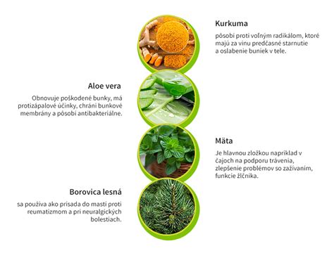 Ilustrácia rôznych liečivých bylín prospešných pre pečeň