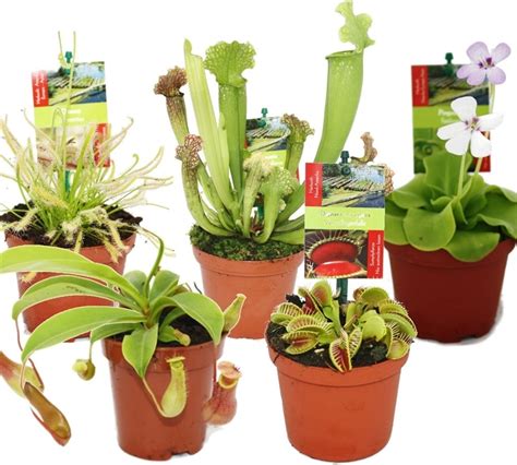 Koláž mäsožravých rastlín s rôznymi typmi pascí