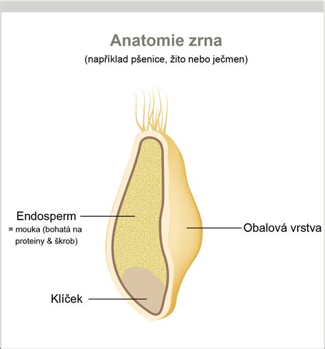 Ilustrácia štruktúry pšeničného zrna s vyznačenými vrstvami: klíčkom, endospermom a otrubami.